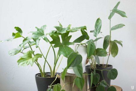 Regar plantas de forma sustentable